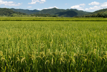 View of the rice field in the rural area