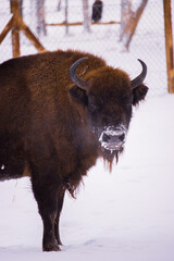 american bison in park