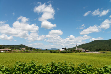 Fototapeta na wymiar View of the rice field in the rural area