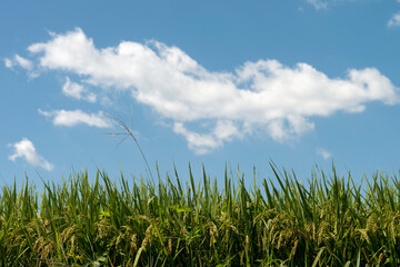 View of the rice plants against the blue sky