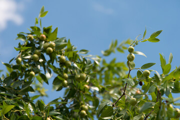 Fototapeta na wymiar View of the jujube fruits against the blue sky