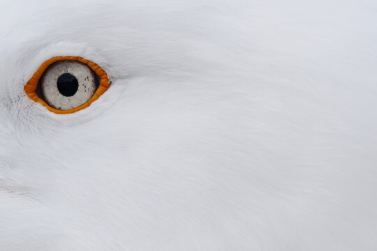 macro photography Larus cachinnans eyes with feathers