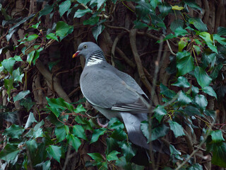 Wood pigeon sitting on a tree with ivy
