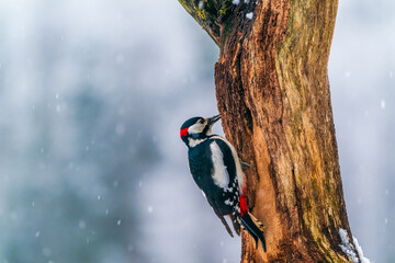Middle spotted woodpecker (Dendrocoptes medius) in winter Bialowieza forest, Poland