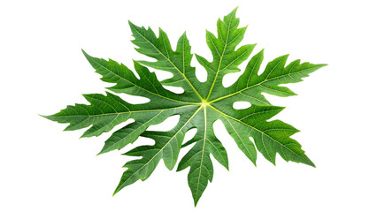 Papaya leave branch isolated on transparent background