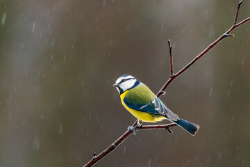 Blue tit (Cyanistes caeruleus) on a tree branch in Bialowieza forest - selective focus