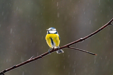 Blue tit (Cyanistes caeruleus) on a tree branch in Bialowieza forest - selective focus