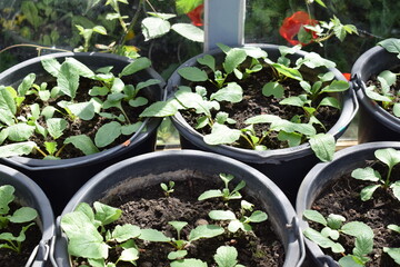 small potted radish plants in pring