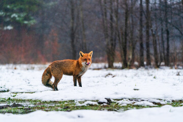 Red fox (Vulpes vulpes) in winter Bialowieza forest, Poland. Selective focus