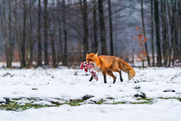 Red fox (Vulpes vulpes) in winter Bialowieza forest, Poland. Selective focus