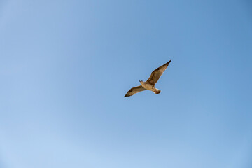Seagull on blue background. European herring gull, Larus argentatus. Seagull flying in front of blue clouds.