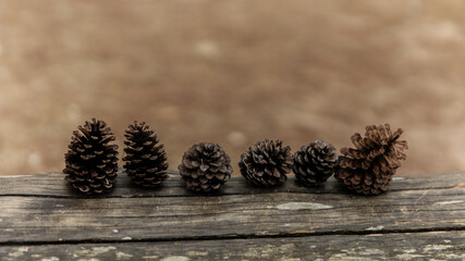 Pine cones nestled on log beneath evergreen trees, highlighting a serene winter scene