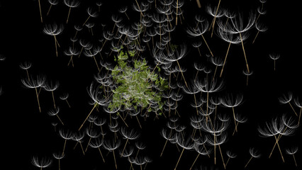 Flight to meet dandelion seeds, flying at sunset. 3D. 4K. Isolated black background.