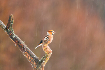 Hawfinch (Coccothraustes coccothraustes) in Bialowieza park, Poland. Selective focus