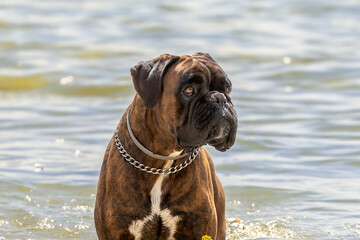 Perro de raza Boxer bañándose en el lago