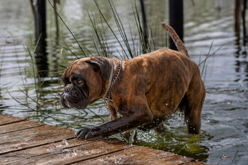 Perro de raza Boxer bañándose en el lago