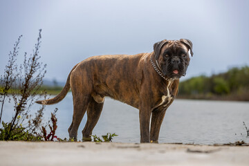 Perro de raza Boxer bañándose en el lago