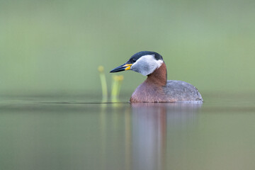 red-necked grebe water bird