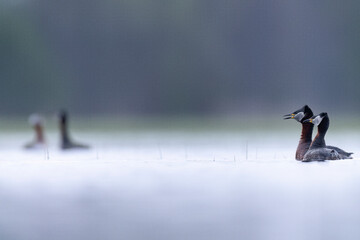 red-necked grebe water bird
