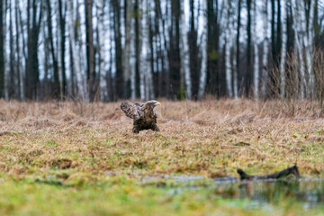 White-tail eagle (Haliaeetus albicilla) in Bialowieza forest, Poland. Selective focus