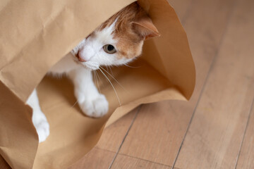 紙袋の中に入って遊ぶ猫　茶トラ白 - obrazy, fototapety, plakaty