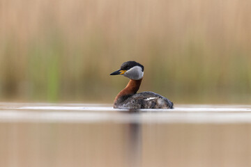 red-necked grebe water bird