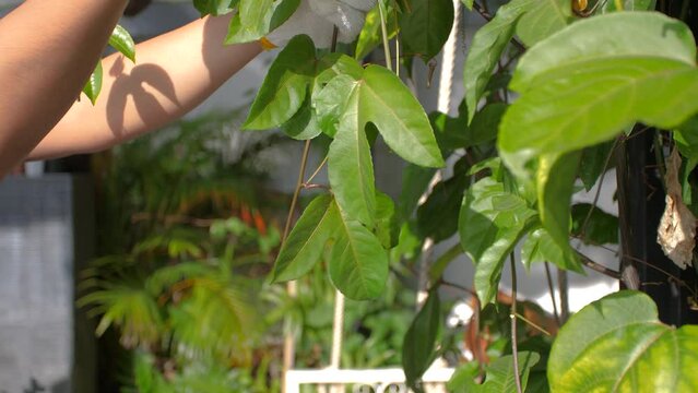 Pruner scissor cutting the plant for decorate. people use Pruning scissors to cut a tree branch 