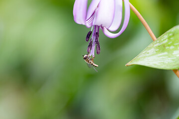カタクリの花に止まる小さな蜂