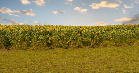 Yellow blooming summer sunflower field	