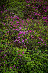 Rhododendron mucronulatum, Korean rhododendron rosebay Azalea shrub flowers blooming in spring in Korea