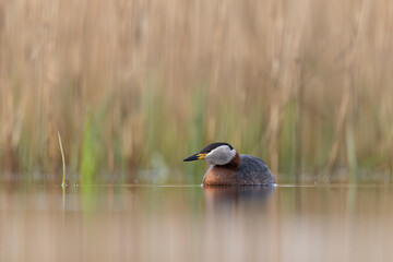 red-necked grebe water bird