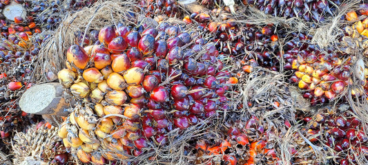 Oil palm fruit	
