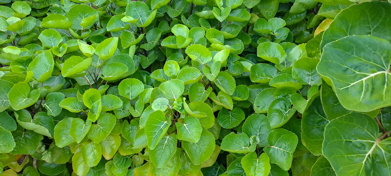 A tropical shrub called shield aralia, or plum aralia (Polyscias scutellaria)	