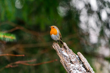 Robin (Erithacus rubecula) in Bialowieza forest - selective focus