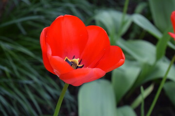 red single tulip