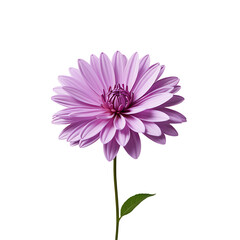 Fototapeta premium Lilac Flower in PNG format with transparent background