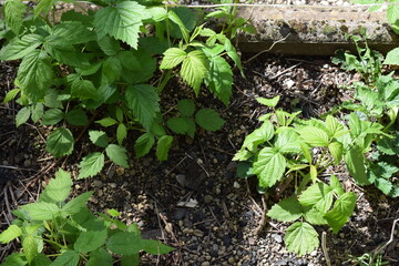 raspberry plants in early spring