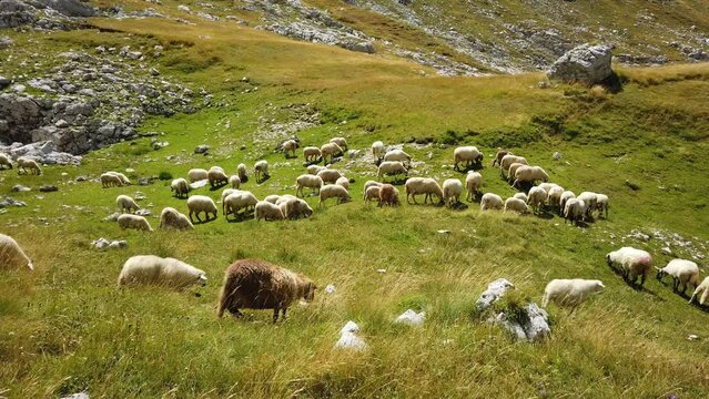 A large flock of sheep grazes in mountain meadows on a sunny day, the lambs jump and frolic funny