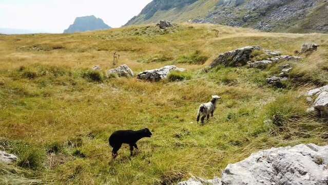 Two little lambs calling a sheep in the mountain meadows on a sunny day