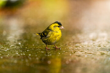 Eurasian siskin male (Spinus spinus) in Bialowieza forest, Poland. Selective focus