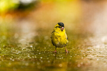 Eurasian siskin male (Spinus spinus) in Bialowieza forest, Poland. Selective focus