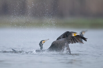 Great Cormorant fighting for Fish  - 778790545