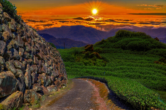 The rolling hills,scenic tea garden view and golden sky,sea of cloud  form a rural scenery at sunset. In Alishan ,Taiwan.Use in branding, postcard,screensavers, websites, cover. high quality photo