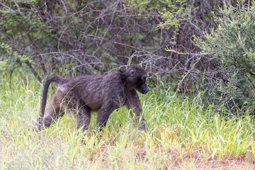 Picture of a single baboon in an open meadow in Namibia