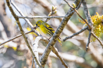 Fototapeta premium Male siskin perched on a branch in the woodland