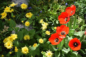 yellow daisy and red tulip plantings