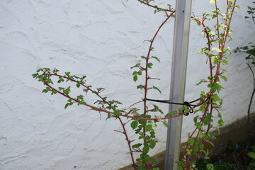 Japanese Vineberry bush in spring