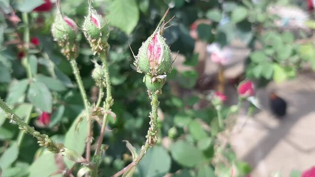 Rose Flower buds Wetting by due drops in summer morning. My rose plants are being attacked by something that damages the outer petals. Bugs attacking rose buds. Beautiful 4K footage.