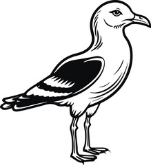 Seagull, Sea bird, Vector illustration