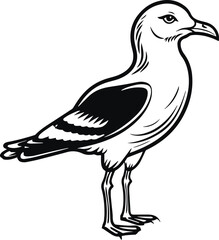 Obraz premium Seagull, Sea bird, Vector illustration